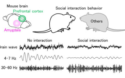 Investigadores Descobrem Ondas Cerebrais Relacionadas com o Comportamento Social