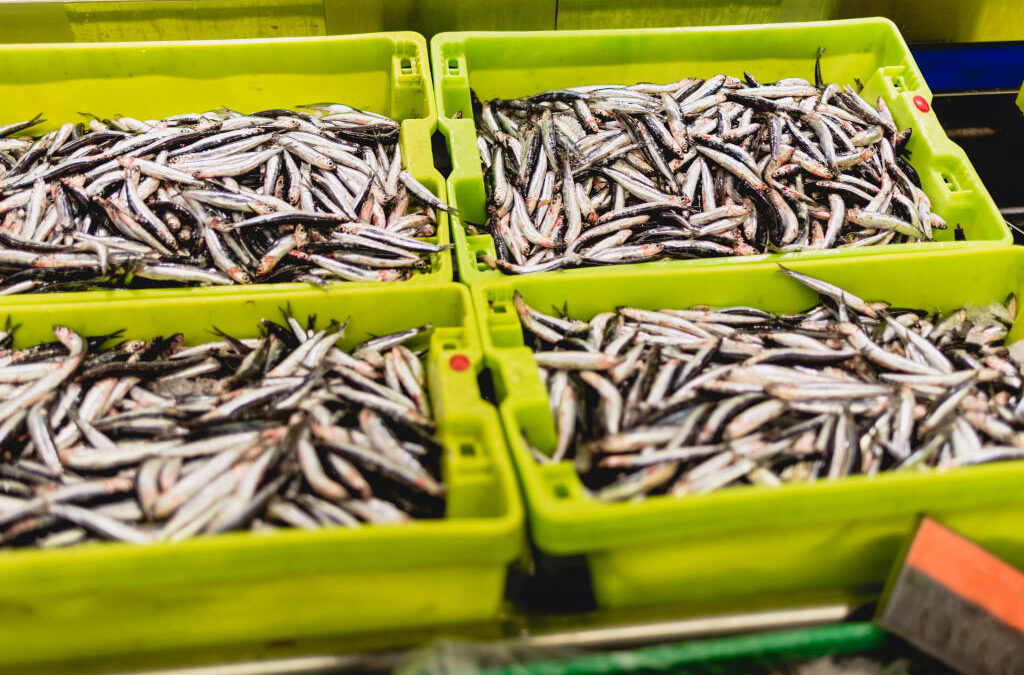 Pescadores do Norte garantem sardinha “abundante e de qualidade” para o S. João