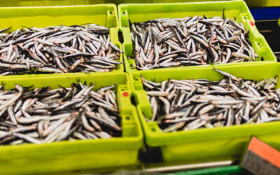 Pescadores do Norte garantem sardinha “abundante e de qualidade” para o S. João