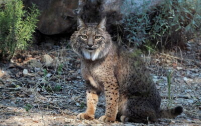 Linces ibéricos continuam a aumentar e estabilizaram acima de mil animais em 2021