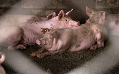 Vietname anuncia primeira vacina contra a peste suína africana