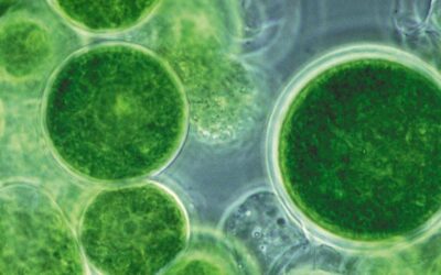 Toneladas de microalgas produzidas em Pataias usadas em alimentação e cosmética