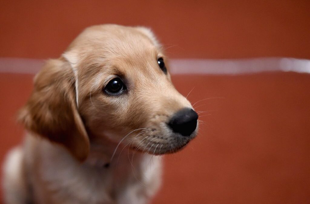 Câmara do Funchal lança nova campanha gratuita de vacinação para cães e gatos