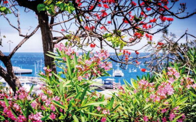 Faro, Funchal e Umeå, na Suécia, as cidades menos poluídas