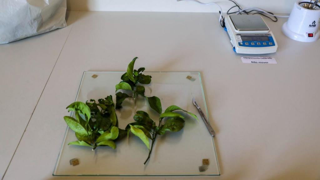Investigadores de laboratório em Coimbra são uma espécie de Sherlock Holmes à caça de doenças em plantas