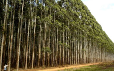 Associações ambientalistas repudiam “eucaliptização” de áreas de mato