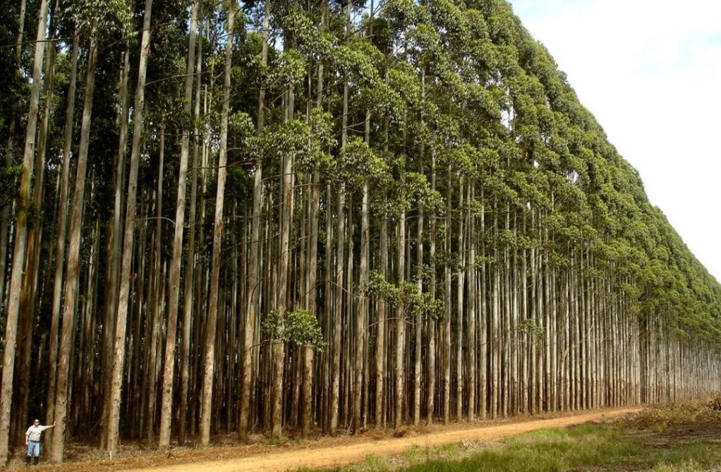 Associações ambientalistas repudiam “eucaliptização” de áreas de mato