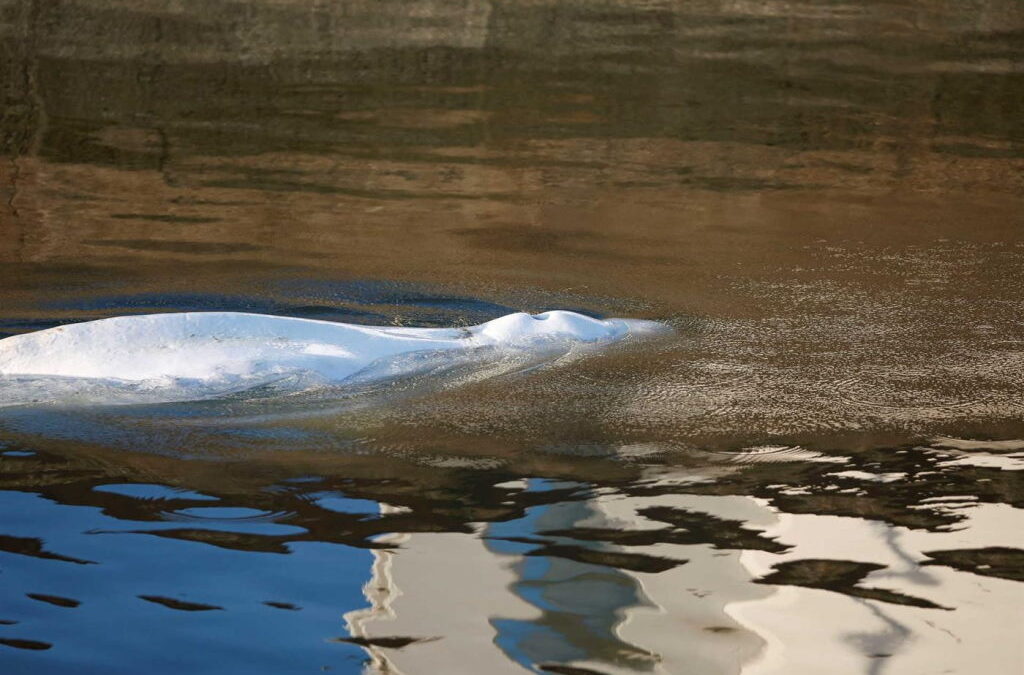 Baleia beluga perdida no rio Sena retirada da água