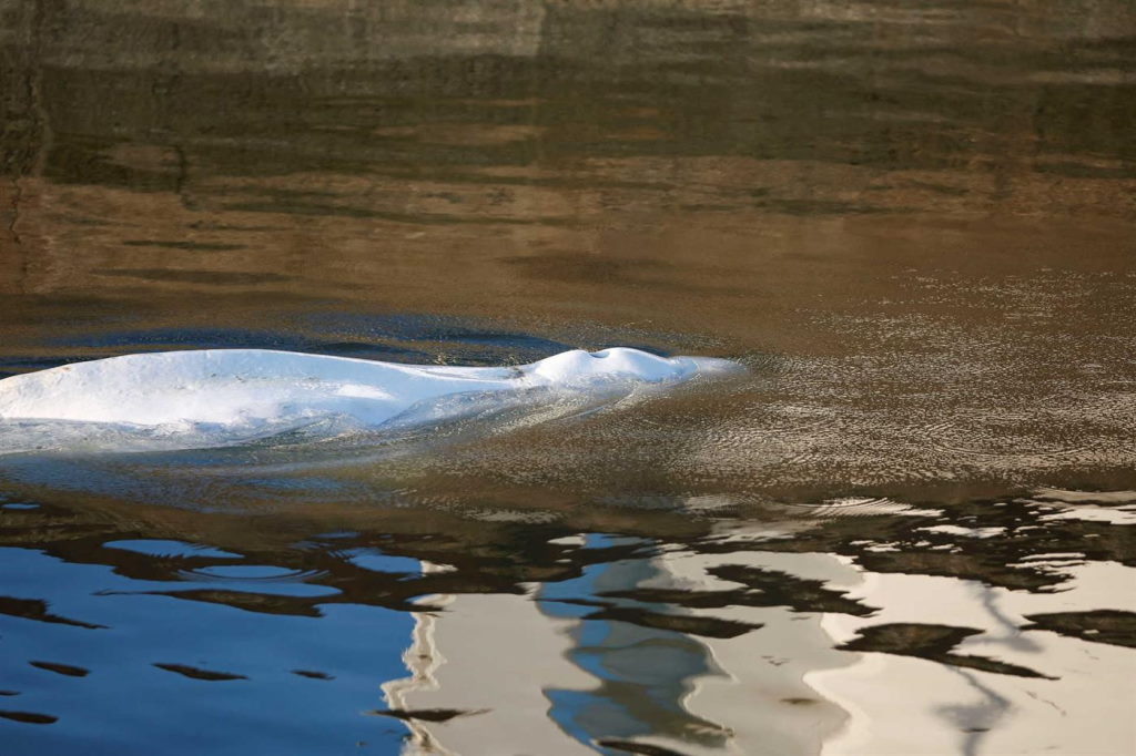 Morre beluga que estava perdida no rio Sena, na França, Mundo