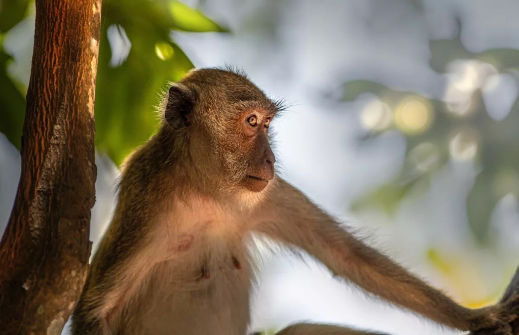 OMS garante que a epidemia de Monkeypox que afeta o mundo não está ligada aos macacos