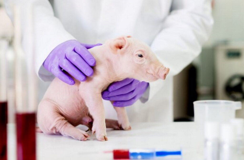 Funções celulares em porcos mortos “reavivadas” durante algumas horas por cientistas