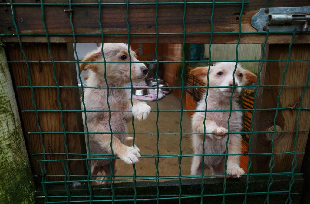 Câmara de Grândola e associação assinam parceria para esterilizar animais de rua