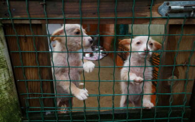 Câmara de Grândola e associação assinam parceria para esterilizar animais de rua