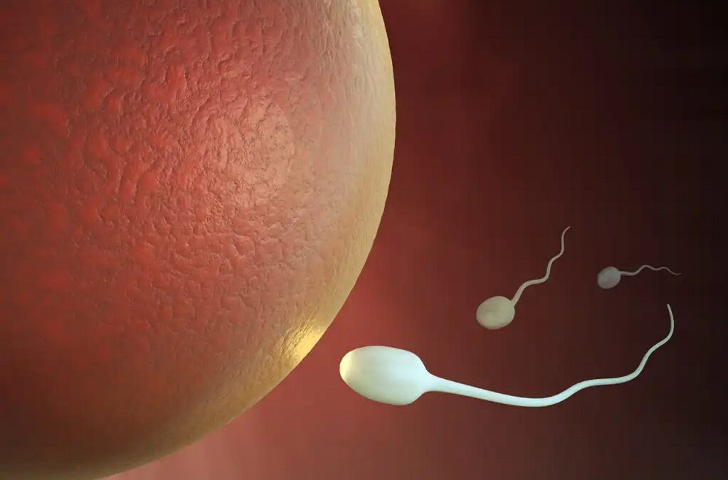 Estudo indica que concentração do esperma é metade do que era há 50 anos