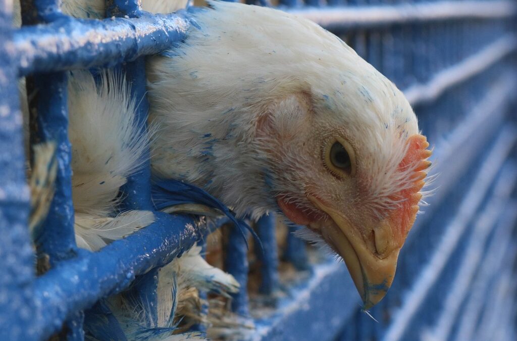 Alerta sanitário dispara na América Latina com avanço da gripe aviária