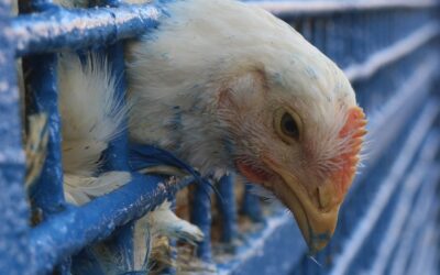 Alerta sanitário dispara na América Latina com avanço da gripe aviária