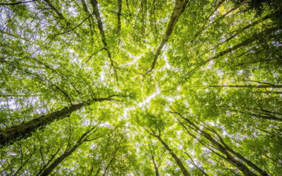 Estudo diz que plantar mais árvores reduziria mortes nas cidades no verão em um terço