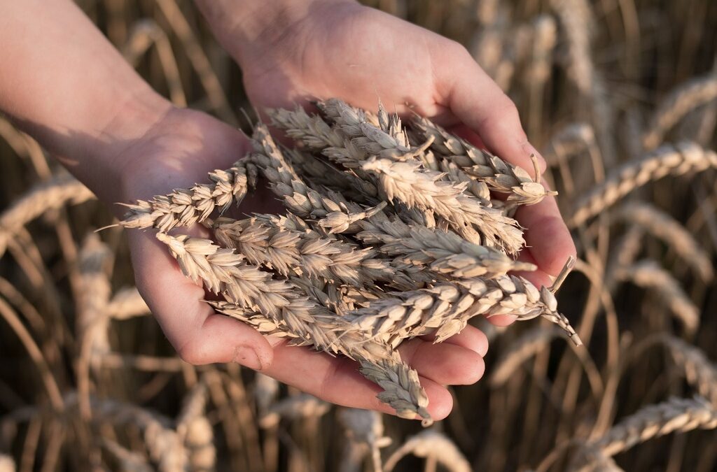 Investigadores estudam microbiota do trigo para criar novo alimento