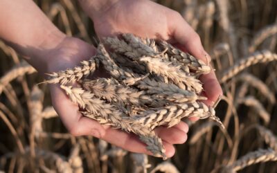 Investigadores estudam microbiota do trigo para criar novo alimento