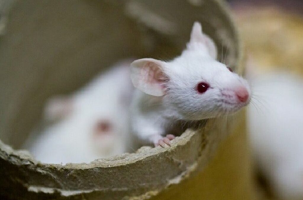A vitamina D altera as bactérias intestinais no ratinho, melhorando a imunidade ao cancro