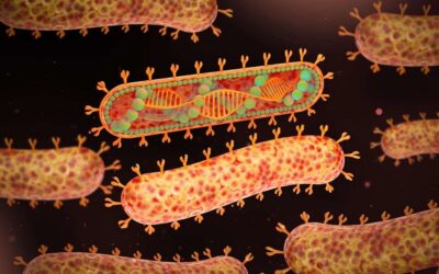 Tanzânia declara fim da epidemia do vírus de Marburgo