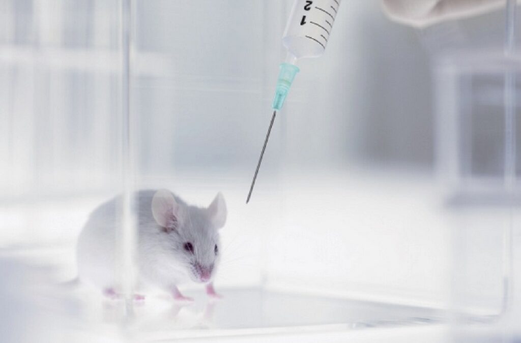 Distinguido projeto de gomas medicamentosas que evitam sofrimento dos animais de laboratório