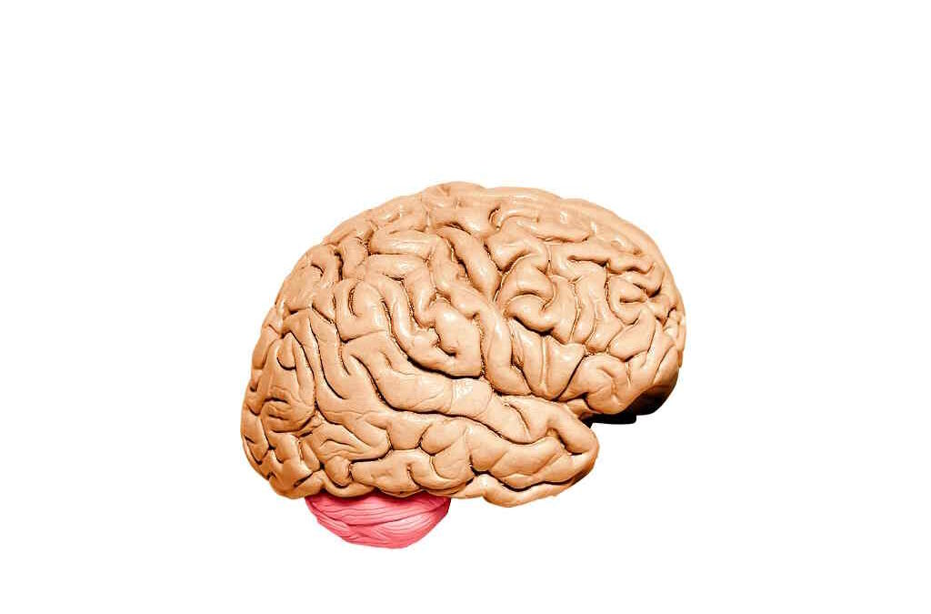 Estudo identifica área do cérebro que responde a ameaças