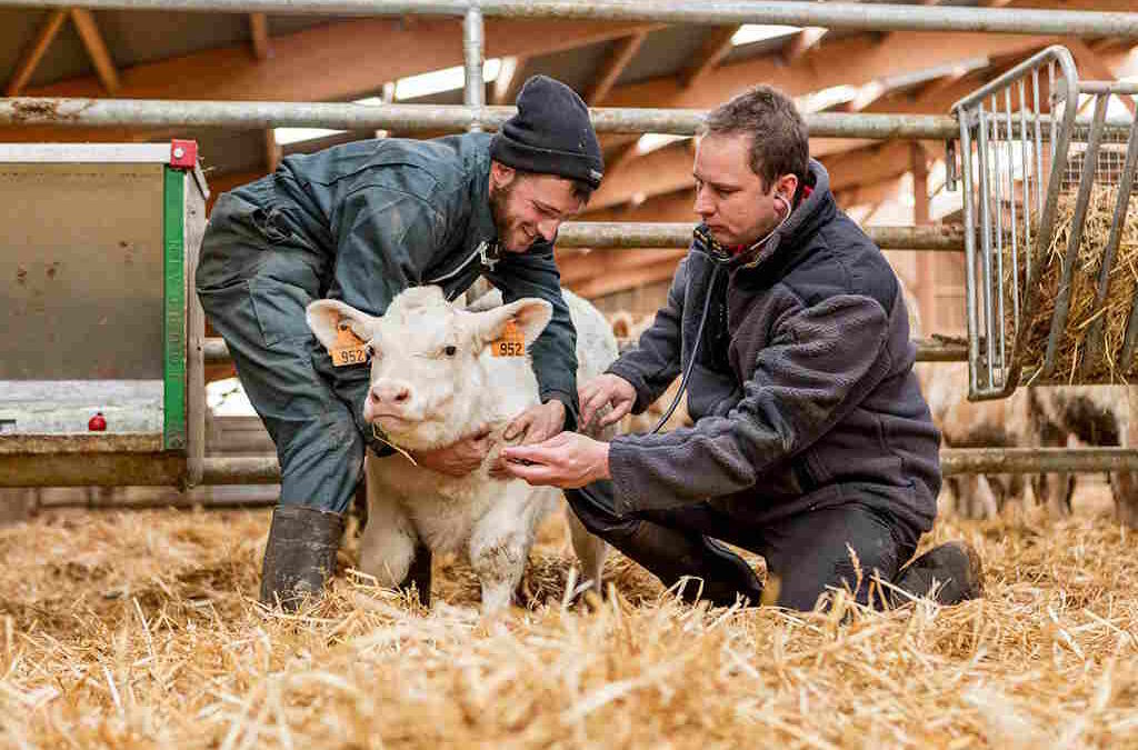 Primeira vacina contra o coronavírus bovino para proteger os vitelos recém-nascidos