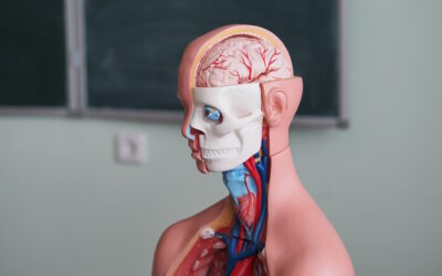Teoria explica a relação entre complexidade cognitiva e assimetria cerebral