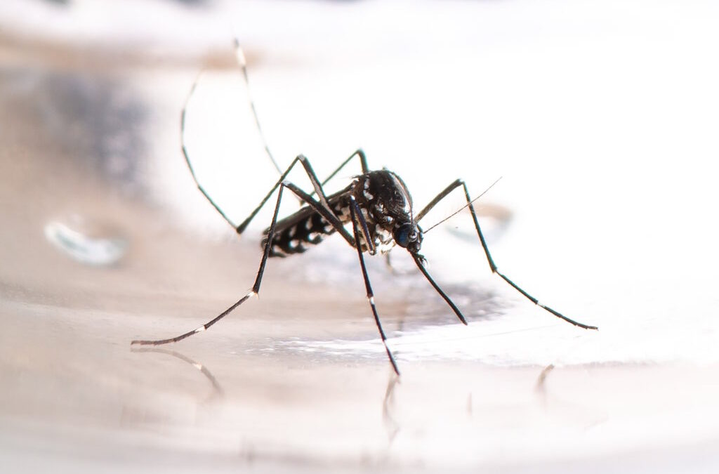 OMS diz que o Brasil é o país das Américas mais afetado pela dengue