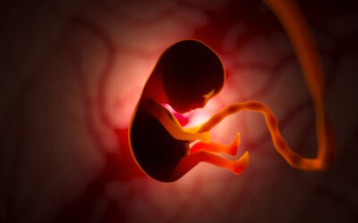 Clínica de fertilidade admite transferência de embrião errado na Austrália