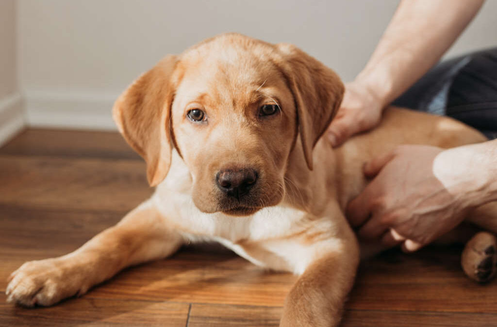 Funchal promove campanha de vacinação para cães e gatos