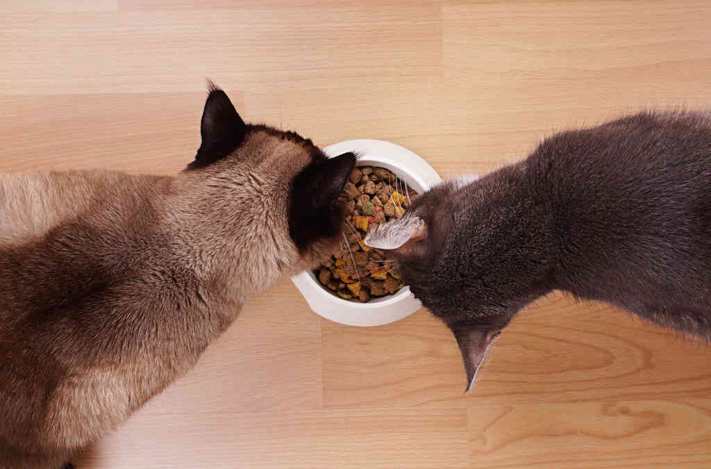 Donos de animais deixam de comer para alimentar os seus cães ou gatos