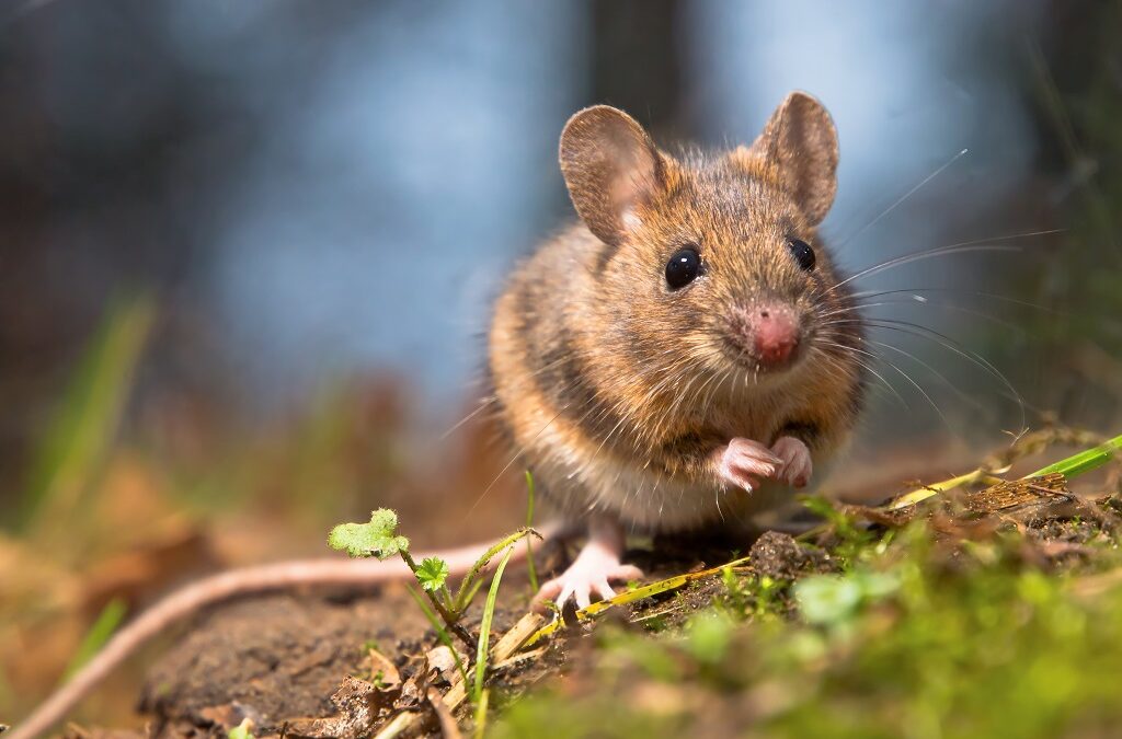 PSD de Matosinhos denuncia existência de ratos nos jardins públicos do concelho