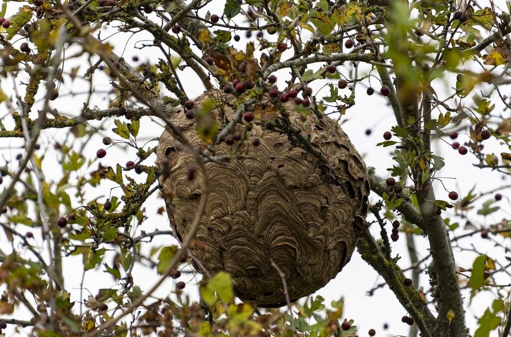 Destruídos 176 ninhos de vespa asiática em 2023 em Castelo Branco