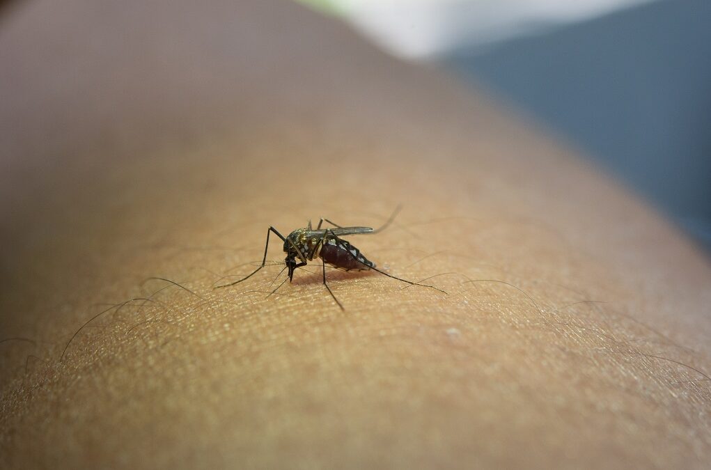 Teste rápido à malária vence primeiro prémio de programa da Universidade Nova