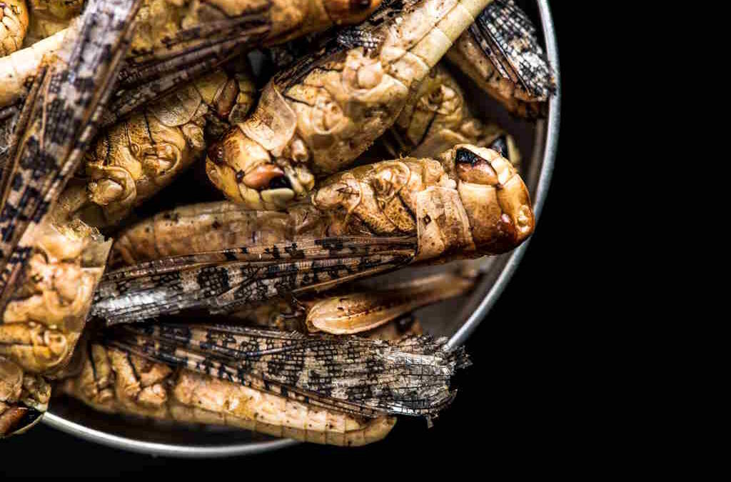 ASAE apreende alimentos à base de gafanhotos, grilos e larvas