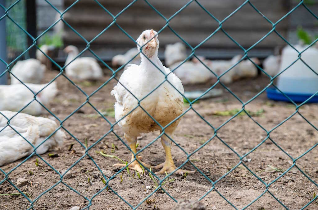 Gripe das aves detetada em exploração caseira no distrito de Viana do Castelo