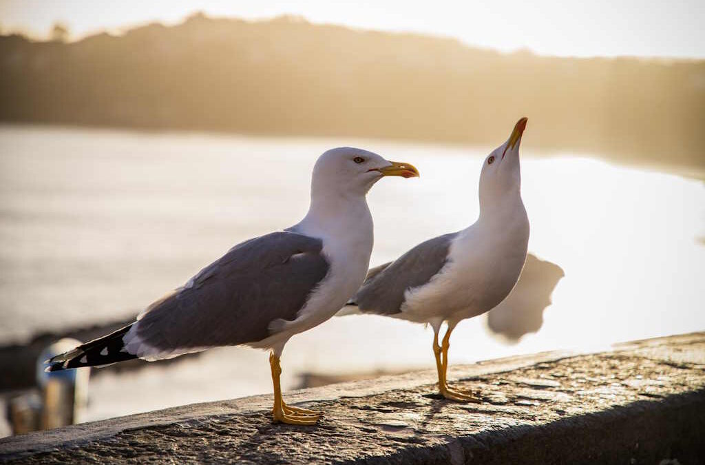 Gripe das aves detetada em gaivotas em Aveiro e Faro