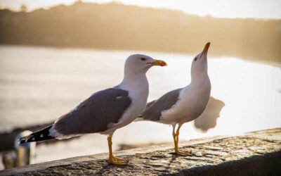 Gripe das aves detetada em gaivotas nos distritos de Aveiro e Leiria