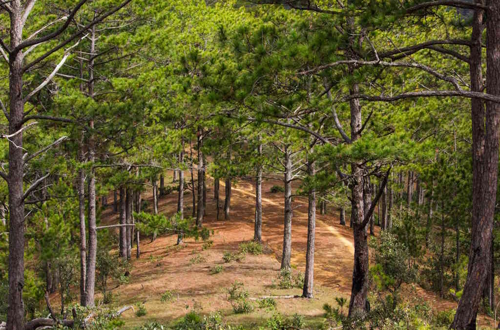 Servier Portugal apoia reflorestação do Pinhal de Leiria