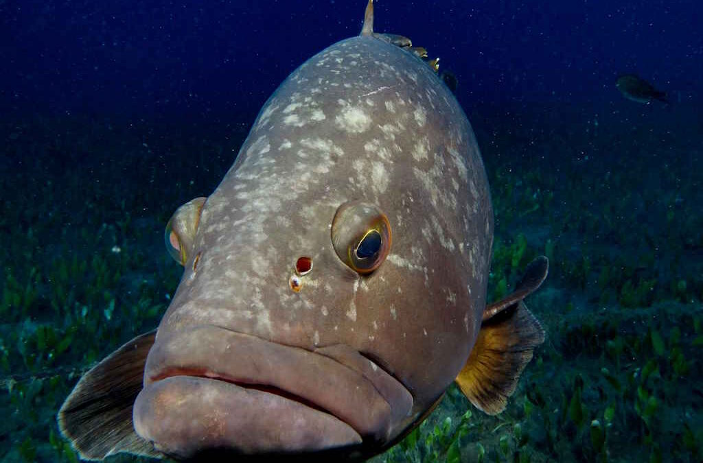 Vírus na origem da morte de meros no mar nos Açores