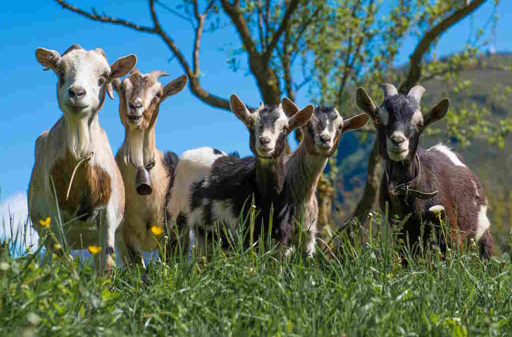 Faltam cabras e pastores nas terras da chanfana