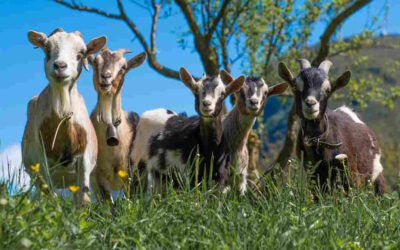 Faltam cabras e pastores nas terras da chanfana