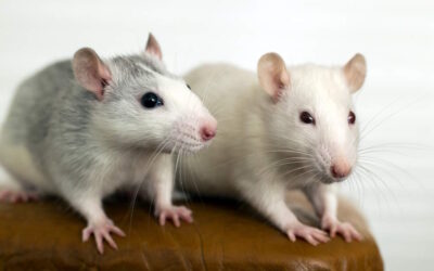 Ratos antecipam a localização de potenciais ameaças já conhecidas