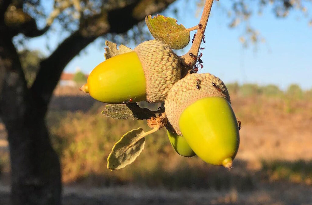 Do Passado ao Futuro: Bolotas como Chave para a Sustentabilidade Alimentar