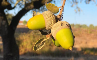 Do Passado ao Futuro: Bolotas como Chave para a Sustentabilidade Alimentar