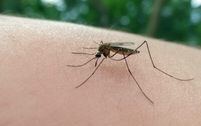 Novos Antimaláricos Atacam Regulação Epigenética do Parasita da Malária