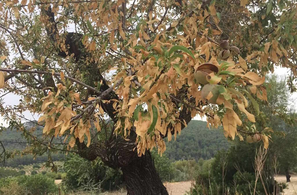 Recolhidas 73 amostras positivas da bactéria “Xylella fastidiosa” em Marvão e Portalegre