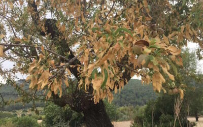 Recolhidas 73 amostras positivas da bactéria “Xylella fastidiosa” em Marvão e Portalegre